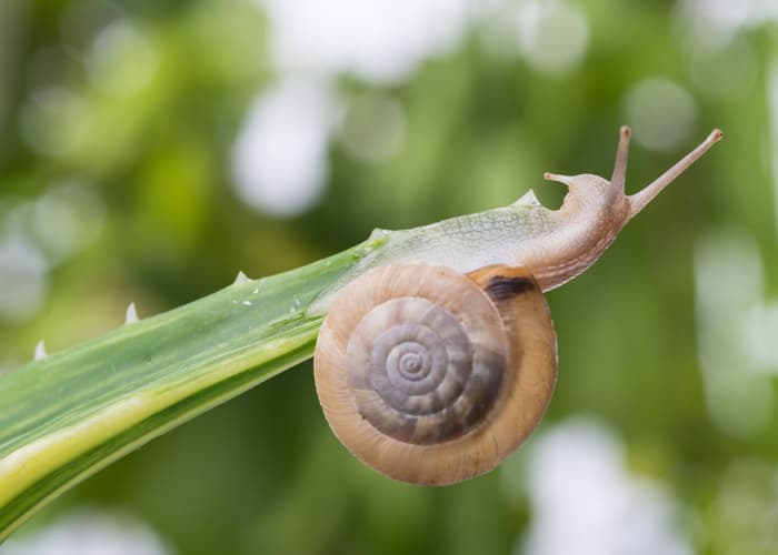 What Is Snail Mucin
